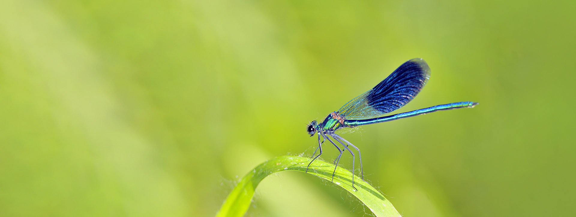 dragonfly landing on a blade of grass