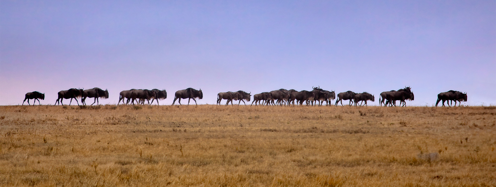 Water Buffalo ESG image