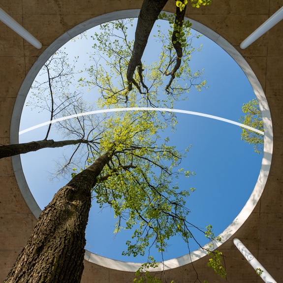 Looking up at trees