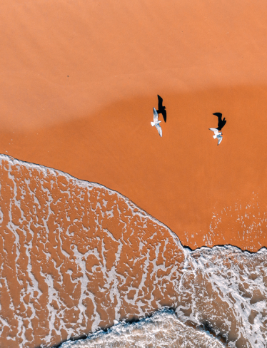 Seagulls flying over beach