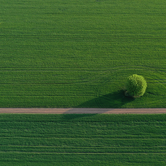 Green field