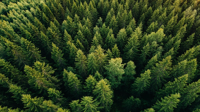 trees