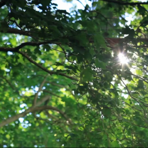 Sustainability video